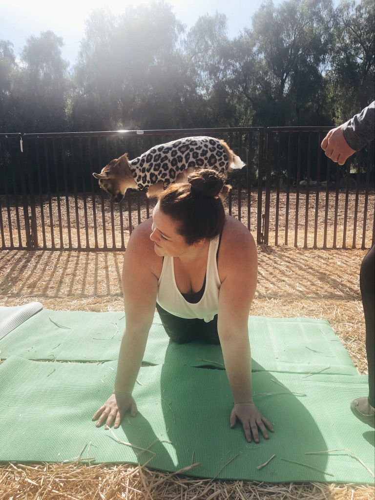 lavendarwood-goat-yoga